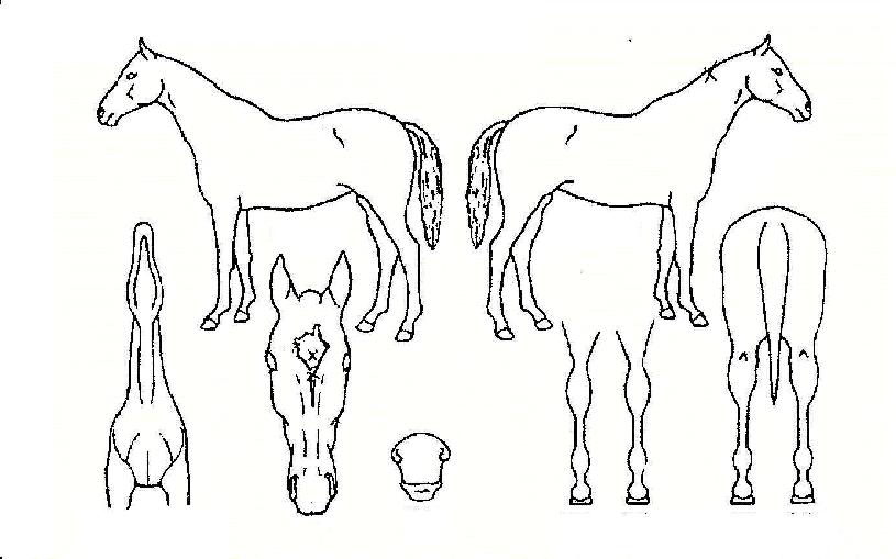 �±ؼ����� ����,���,�޸�,�λ�,�ٸ��� Ư¡����