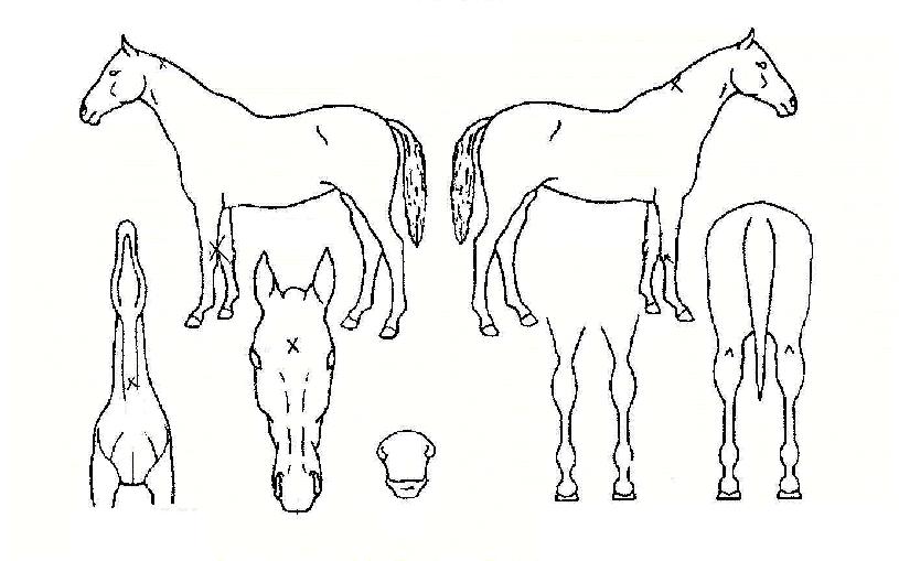 ¼º½Ç°úÇÔ²²ÀÇ Ãø¸é,¿ì¸é,µÞ¸é,µÎ»ó,´Ù¸®ÀÇ Æ¯Â¡µµÇØ