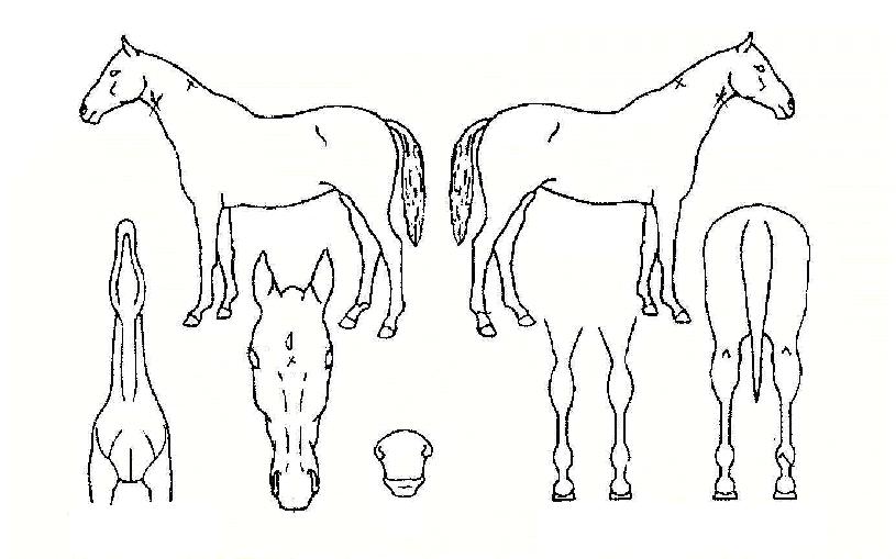 Ȳ���������� ����,���,�޸�,�λ�,�ٸ��� Ư¡����