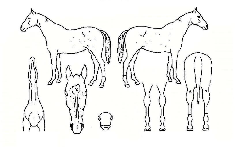 ���彺���� ����,���,�޸�,�λ�,�ٸ��� Ư¡����