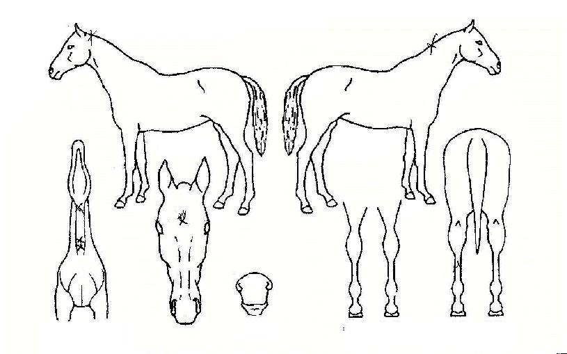 �ݴ���� ����,���,�޸�,�λ�,�ٸ��� Ư¡����