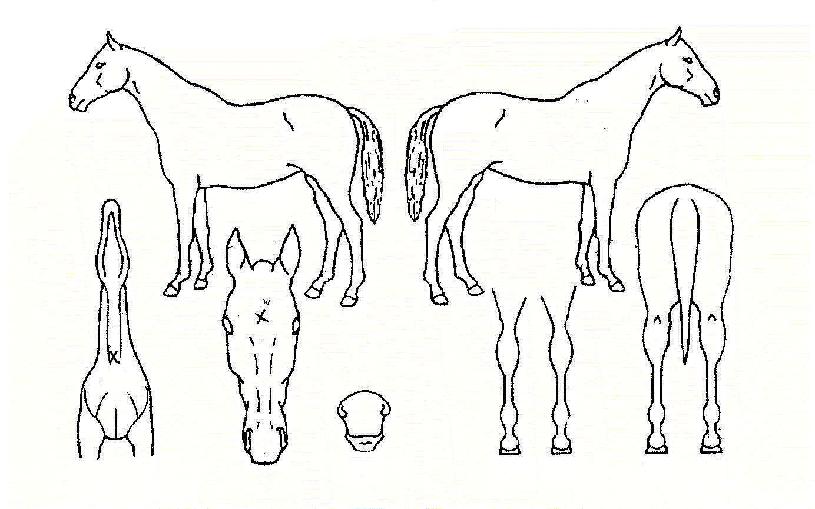 ½ÂȺÀÀÇ Ãø¸é,¿ì¸é,µÞ¸é,µÎ»ó,´Ù¸®ÀÇ Æ¯Â¡µµÇØ