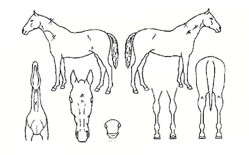 ÇÇ·»Ã¼ÀǺ°ÀÇ Ãø¸é,¿ì¸é,µÞ¸é,µÎ»ó,´Ù¸®ÀÇ Æ¯Â¡µµÇØ