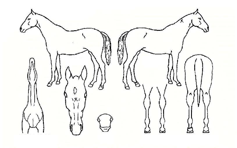 �ݰ������� ����,���,�޸�,�λ�,�ٸ��� Ư¡����