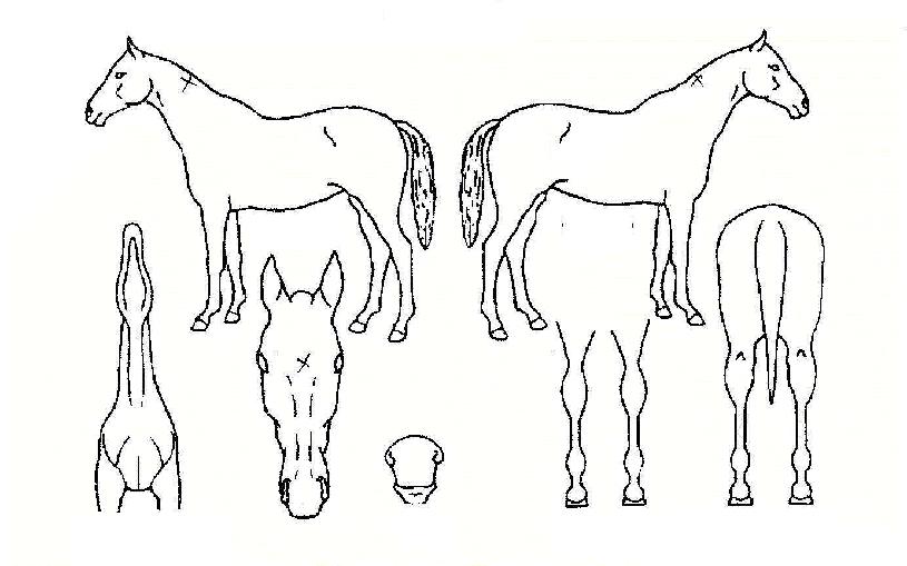 ±¸Ç³ÀÇ Ãø¸é,¿ì¸é,µÞ¸é,µÎ»ó,´Ù¸®ÀÇ Æ¯Â¡µµÇØ