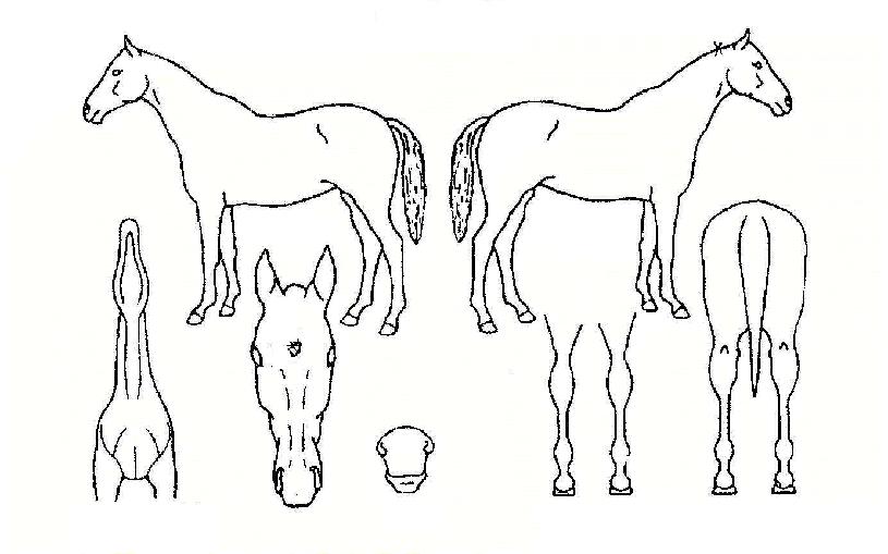 ��ź�� ����,���,�޸�,�λ�,�ٸ��� Ư¡����