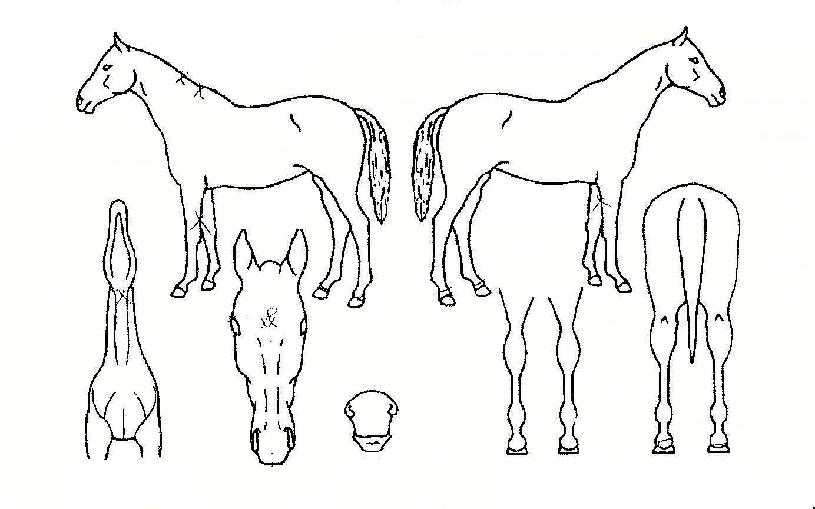 °í·ÁÀå°æÀÇ Ãø¸é,¿ì¸é,µÞ¸é,µÎ»ó,´Ù¸®ÀÇ Æ¯Â¡µµÇØ