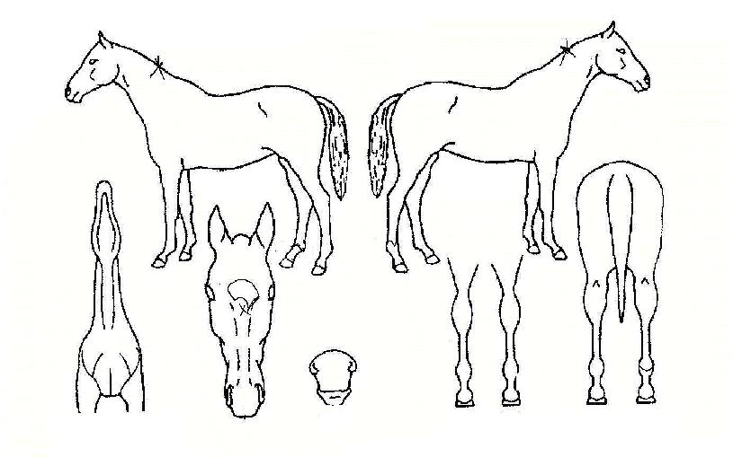 µðÀú´×ÀÚ¸¶ÀÇ Ãø¸é,¿ì¸é,µÞ¸é,µÎ»ó,´Ù¸®ÀÇ Æ¯Â¡µµÇØ