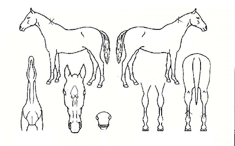 ¸®¹Ù¿îµåÀÇ Ãø¸é,¿ì¸é,µÞ¸é,µÎ»ó,´Ù¸®ÀÇ Æ¯Â¡µµÇØ