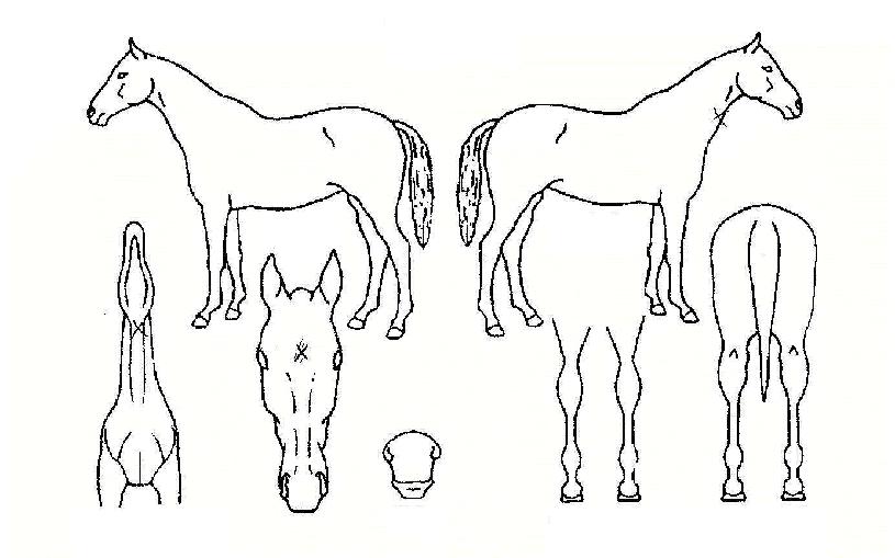 �ﺸ�Ǻ��� ����,���,�޸�,�λ�,�ٸ��� Ư¡����