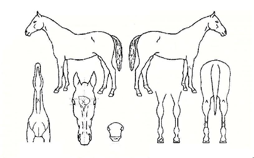 Æòâ»ç¶ûÀÇ Ãø¸é,¿ì¸é,µÞ¸é,µÎ»ó,´Ù¸®ÀÇ Æ¯Â¡µµÇØ