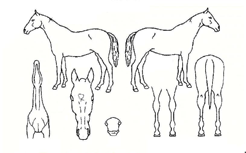 �����º��� ����,���,�޸�,�λ�,�ٸ��� Ư¡����