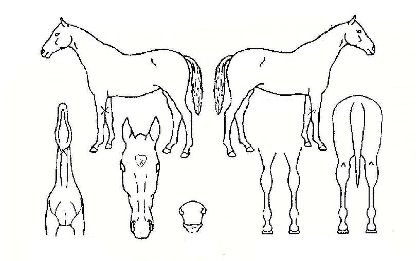 ��ǳ�ǾƵ��� ����,���,�޸�,�λ�,�ٸ��� Ư¡����