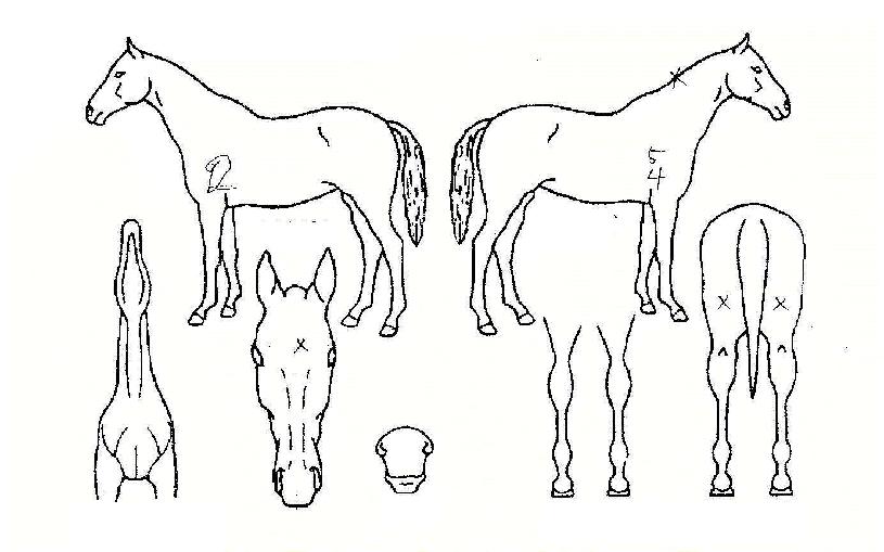 õ¸®µ¶ÇàÀÇ Ãø¸é,¿ì¸é,µÞ¸é,µÎ»ó,´Ù¸®ÀÇ Æ¯Â¡µµÇØ