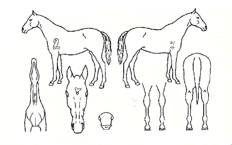 ��ƼǮ������ ����,���,�޸�,�λ�,�ٸ��� Ư¡����