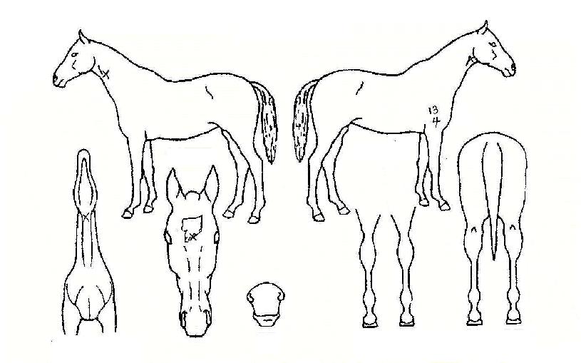 ����Ƽ������ ����,���,�޸�,�λ�,�ٸ��� Ư¡����