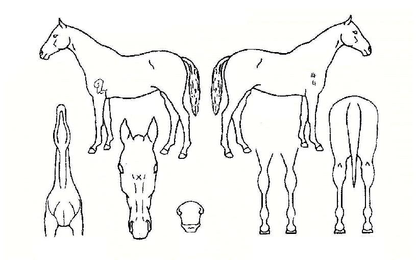 °³¼±¿ÕÀÚÀÇ Ãø¸é,¿ì¸é,µÞ¸é,µÎ»ó,´Ù¸®ÀÇ Æ¯Â¡µµÇØ