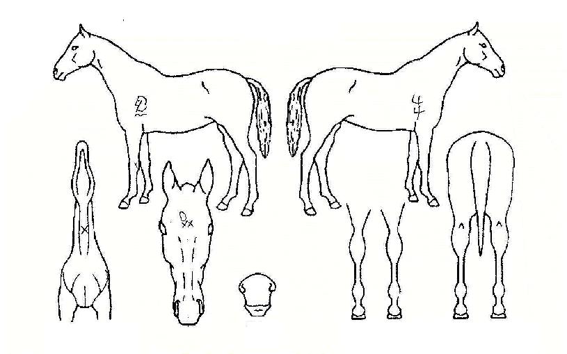 ¸ÅÁ÷½ÃƼÀÇ Ãø¸é,¿ì¸é,µÞ¸é,µÎ»ó,´Ù¸®ÀÇ Æ¯Â¡µµÇØ