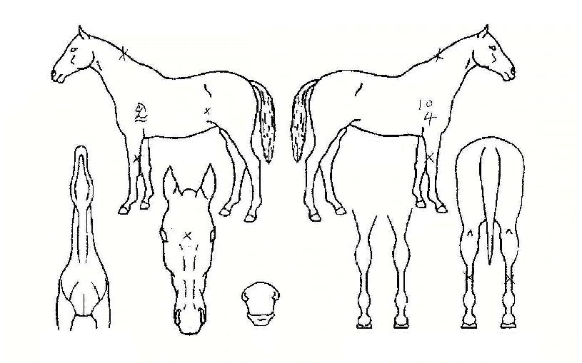 ¸¶ÇϹݾßÀÇ Ãø¸é,¿ì¸é,µÞ¸é,µÎ»ó,´Ù¸®ÀÇ Æ¯Â¡µµÇØ