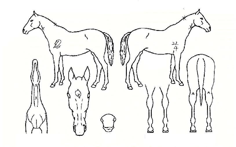 �¸��Ǻ��� ����,���,�޸�,�λ�,�ٸ��� Ư¡����