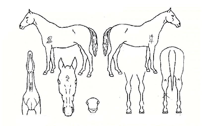 �ƿ������� ����,���,�޸�,�λ�,�ٸ��� Ư¡����