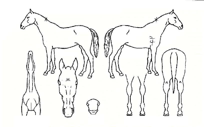 µµÈÀÇ Ãø¸é,¿ì¸é,µÞ¸é,µÎ»ó,´Ù¸®ÀÇ Æ¯Â¡µµÇØ