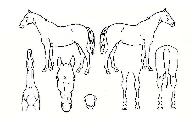 �ƿ�����ĭ�� ����,���,�޸�,�λ�,�ٸ��� Ư¡����