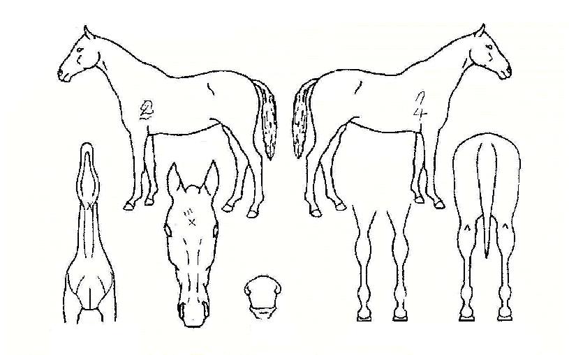 ¼Û½ºÆ®·¹½ºÀÚ¸¶ÀÇ Ãø¸é,¿ì¸é,µÞ¸é,µÎ»ó,´Ù¸®ÀÇ Æ¯Â¡µµÇØ