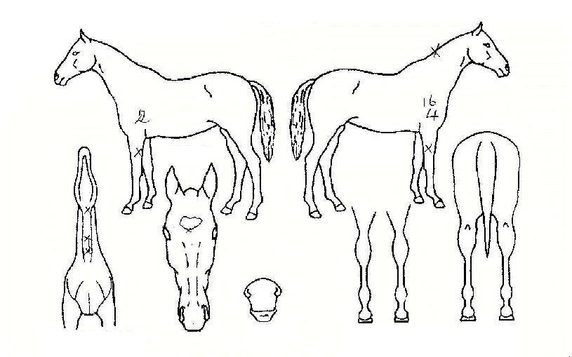 ¿Õ°Å¹ÌÀÇ Ãø¸é,¿ì¸é,µÞ¸é,µÎ»ó,´Ù¸®ÀÇ Æ¯Â¡µµÇØ