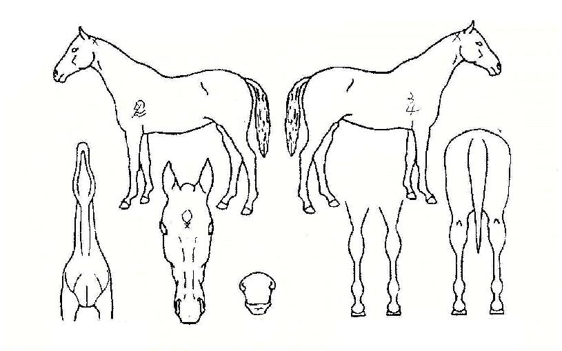 ¸¸¸®ºñÇàÀÇ Ãø¸é,¿ì¸é,µÞ¸é,µÎ»ó,´Ù¸®ÀÇ Æ¯Â¡µµÇØ