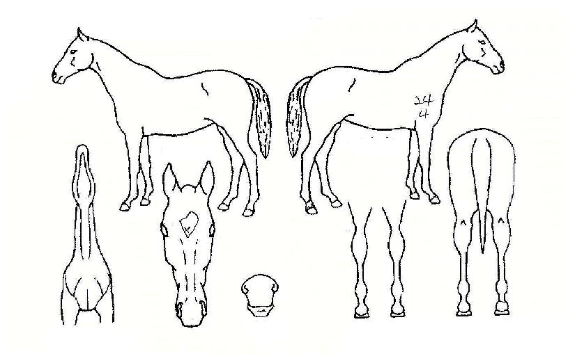 ¾Æ¿ö´í½ºÀÇ Ãø¸é,¿ì¸é,µÞ¸é,µÎ»ó,´Ù¸®ÀÇ Æ¯Â¡µµÇØ