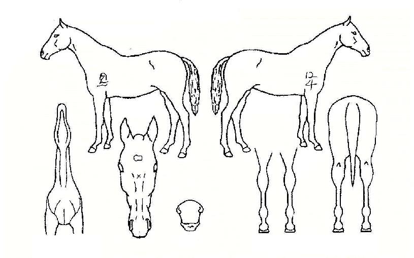 ��������� ����,���,�޸�,�λ�,�ٸ��� Ư¡����