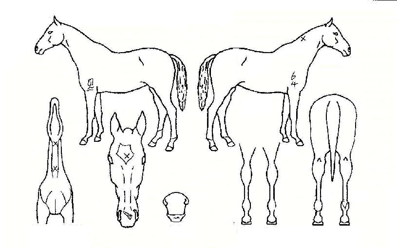 Çϴ󪸮ÀÇ Ãø¸é,¿ì¸é,µÞ¸é,µÎ»ó,´Ù¸®ÀÇ Æ¯Â¡µµÇØ