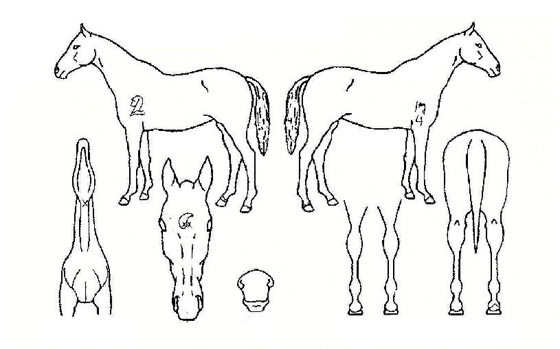 ũ���̰����ڸ��� ����,���,�޸�,�λ�,�ٸ��� Ư¡����