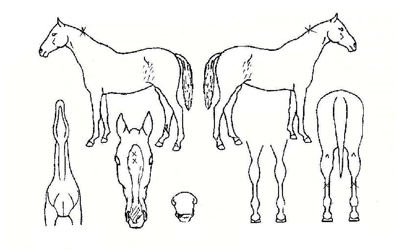 ±â»Ý»êÀÇ Ãø¸é,¿ì¸é,µÞ¸é,µÎ»ó,´Ù¸®ÀÇ Æ¯Â¡µµÇØ