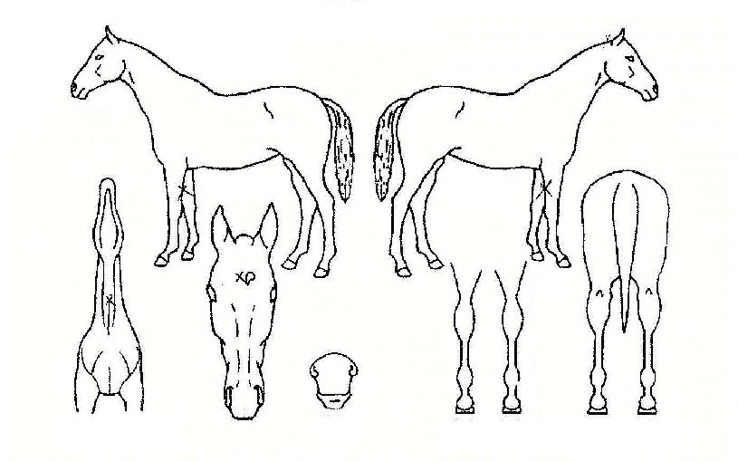 °»êÁúÁÖÀÇ Ãø¸é,¿ì¸é,µÞ¸é,µÎ»ó,´Ù¸®ÀÇ Æ¯Â¡µµÇØ