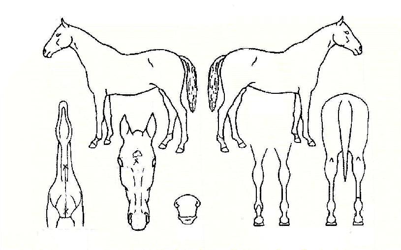 µðÆæµùèÇǾðÀÇ Ãø¸é,¿ì¸é,µÞ¸é,µÎ»ó,´Ù¸®ÀÇ Æ¯Â¡µµÇØ