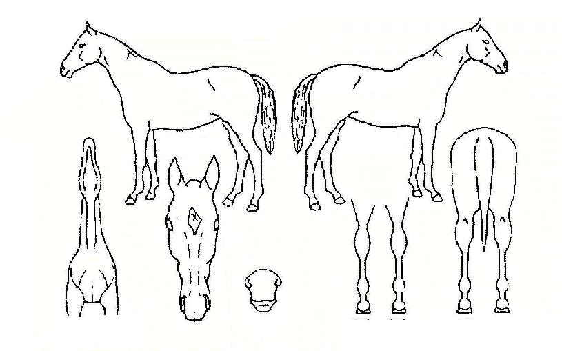 �ְ��强�� ����,���,�޸�,�λ�,�ٸ��� Ư¡����