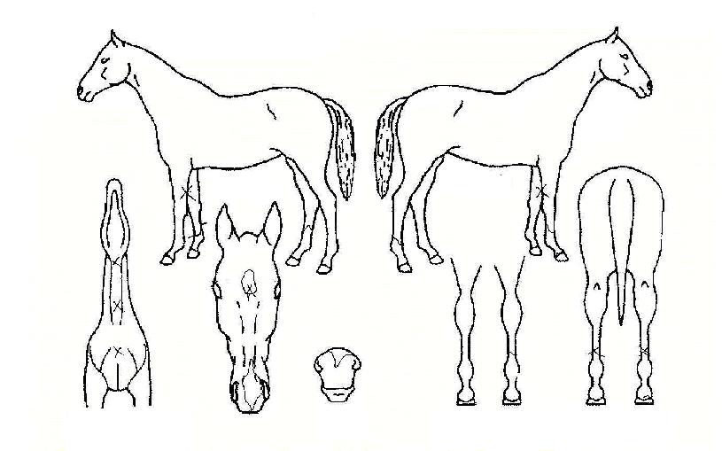 ÇϿ콺¿ÍÀÌÇÁÀÚ¸¶ÀÇ Ãø¸é,¿ì¸é,µÞ¸é,µÎ»ó,´Ù¸®ÀÇ Æ¯Â¡µµÇØ