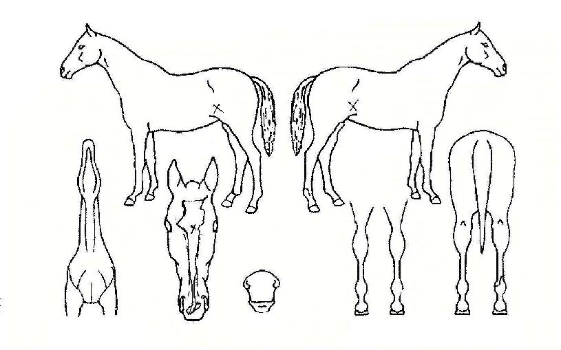 ��Ű���� ����,���,�޸�,�λ�,�ٸ��� Ư¡����