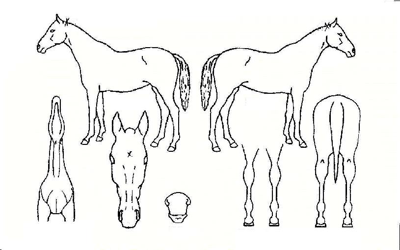 ¿ùµå½ºÄ«ÀÌÀÇ Ãø¸é,¿ì¸é,µÞ¸é,µÎ»ó,´Ù¸®ÀÇ Æ¯Â¡µµÇØ