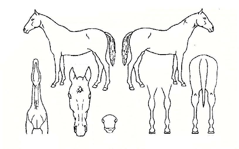 ������ŷ�� ����,���,�޸�,�λ�,�ٸ��� Ư¡����