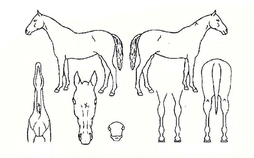 õÁöÀ̺¯ÀÇ Ãø¸é,¿ì¸é,µÞ¸é,µÎ»ó,´Ù¸®ÀÇ Æ¯Â¡µµÇØ