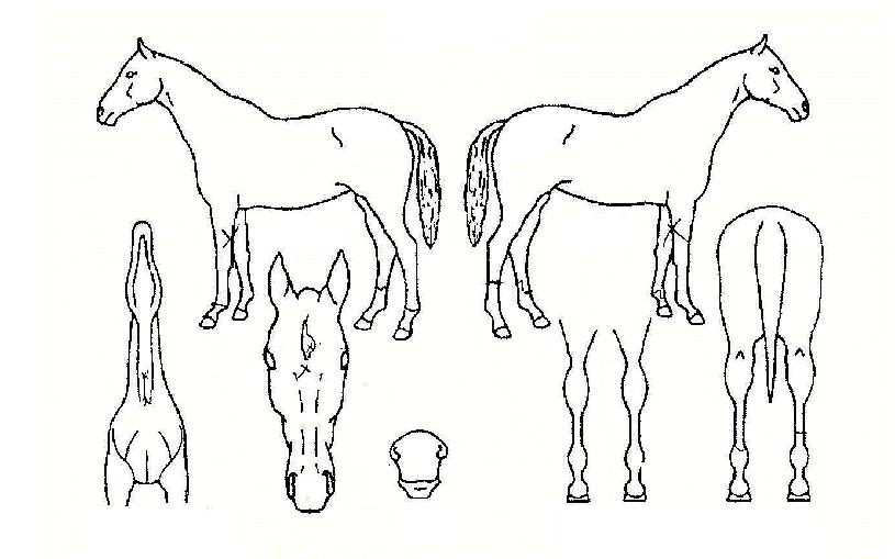 ���ۻ���� ����,���,�޸�,�λ�,�ٸ��� Ư¡����