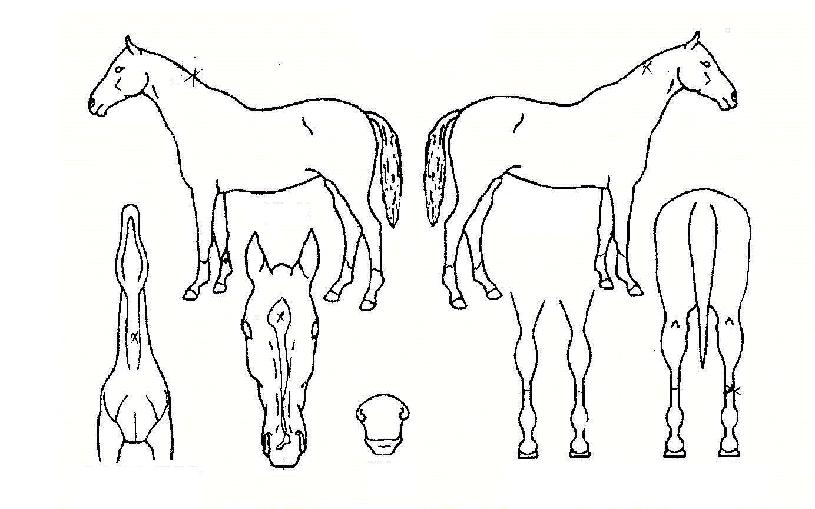 ¿ì·ç¹«Ä¡ÀÇ Ãø¸é,¿ì¸é,µÞ¸é,µÎ»ó,´Ù¸®ÀÇ Æ¯Â¡µµÇØ