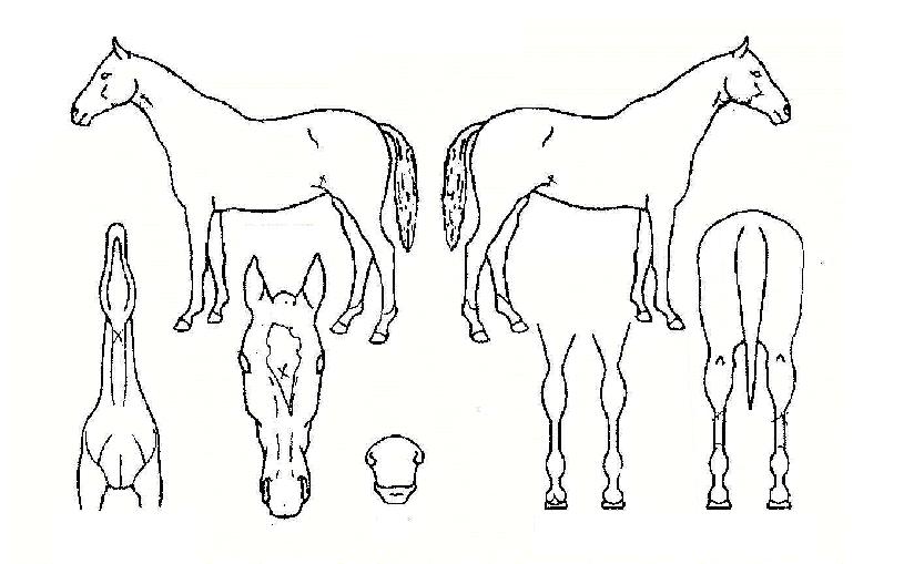 ¼µ¹ÀÇ Ãø¸é,¿ì¸é,µÞ¸é,µÎ»ó,´Ù¸®ÀÇ Æ¯Â¡µµÇØ