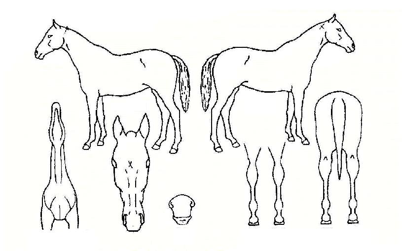 Çѳ²´ë±³ÀÇ Ãø¸é,¿ì¸é,µÞ¸é,µÎ»ó,´Ù¸®ÀÇ Æ¯Â¡µµÇØ