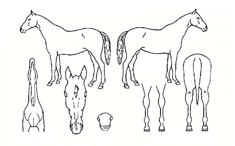 ±ÝºûÈ»ìÀÇ Ãø¸é,¿ì¸é,µÞ¸é,µÎ»ó,´Ù¸®ÀÇ Æ¯Â¡µµÇØ