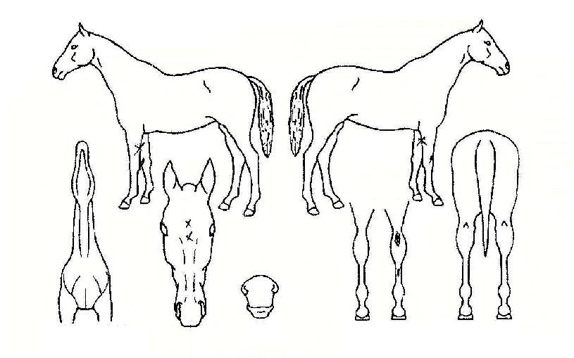 ¿íÀϵ¿ÀÚÀÇ Ãø¸é,¿ì¸é,µÞ¸é,µÎ»ó,´Ù¸®ÀÇ Æ¯Â¡µµÇØ