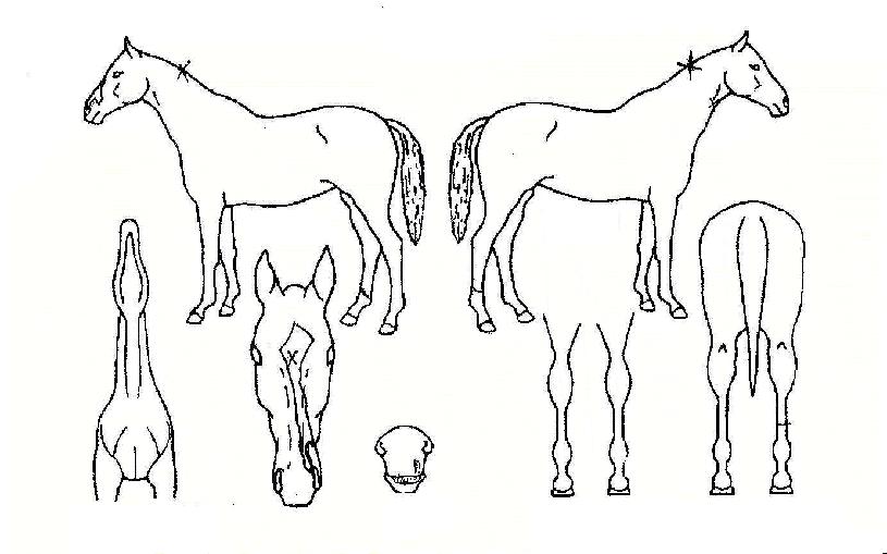 ��������� ����,���,�޸�,�λ�,�ٸ��� Ư¡����